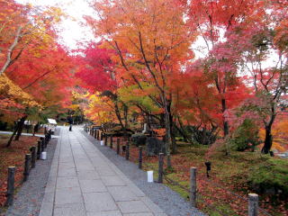 永観堂紅葉 永観堂紅葉