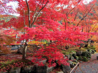 永観堂紅葉 永観堂紅葉