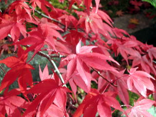 永観堂紅葉 永観堂紅葉