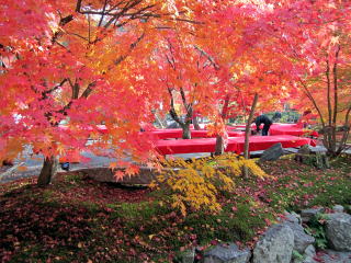 永観堂紅葉 永観堂紅葉
