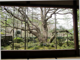 宝泉院額縁庭園 宝泉院額縁庭園