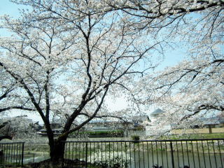 鴨川沿い桜 鴨川沿い桜