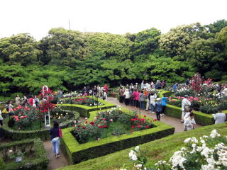 旧古河庭園バラ園 旧古河庭園バラ園