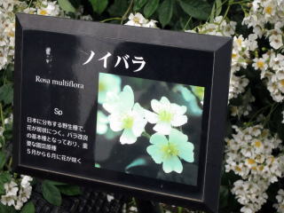 ノイバラプレート ノイバラプレート