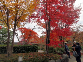 日本庭園紅葉