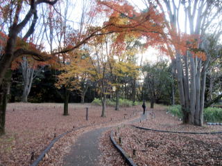 日本庭園紅葉