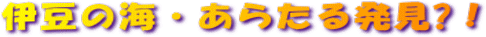 sakana-2t.gif