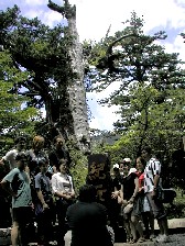 yakusugi.jpg