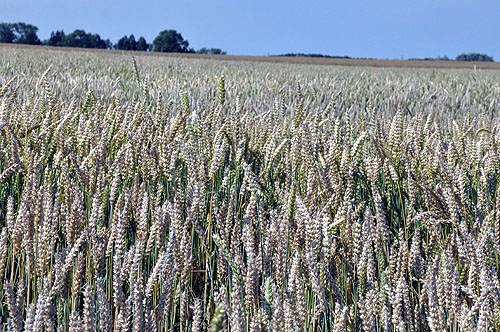 �o���g3��