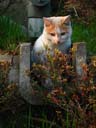 臆病ネコ　河川敷の臆病なネコの写真　２９枚