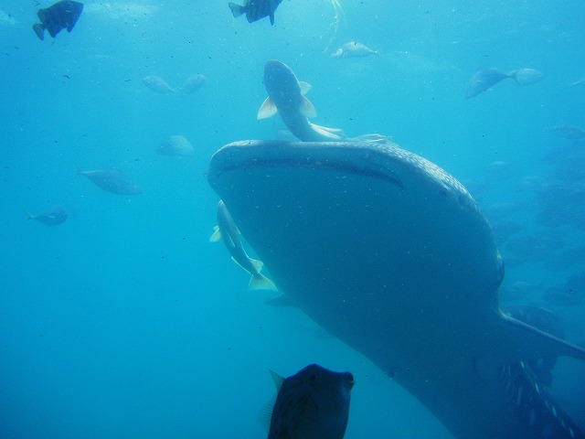 仏像 伊藤邦劉作　地蔵菩薩像　高さ：約20cm　日展会友　伊藤金属美術研究所主宰 無題