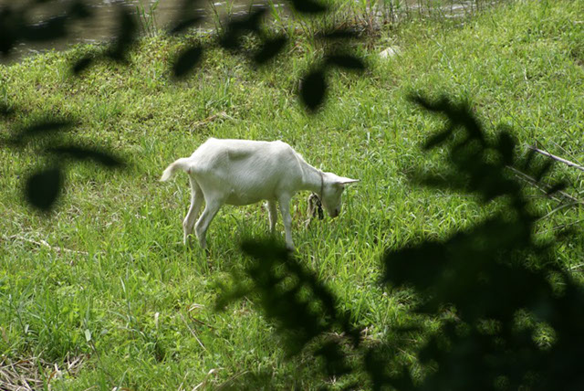 オリジナルなハンドメイドキッチンを得意とする島好常・島いずみ研究所の仕事。