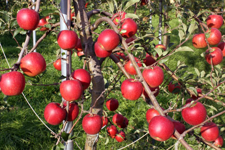 りんご生産通販産直:りんごのふるさと青森からおいしいりんごを産地青森直送しています。おいしいりんごを産地青森直送（りんご）しています。味わいたくさんのりんご達