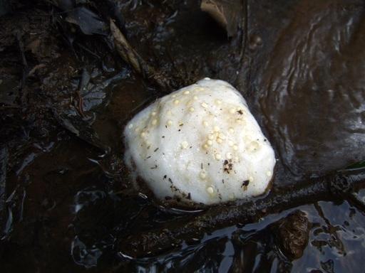 シュレーゲルアオガエル　卵塊