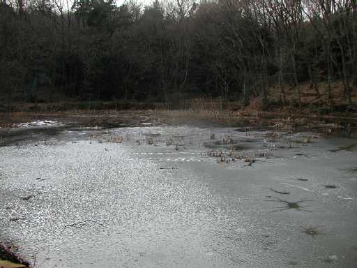 菩提樹池　凍結