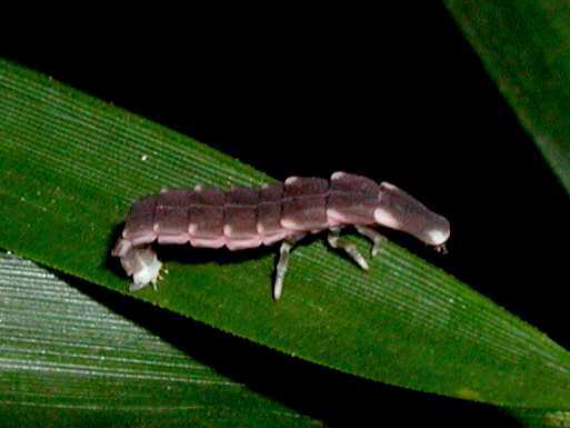 クロマドボタル　幼虫