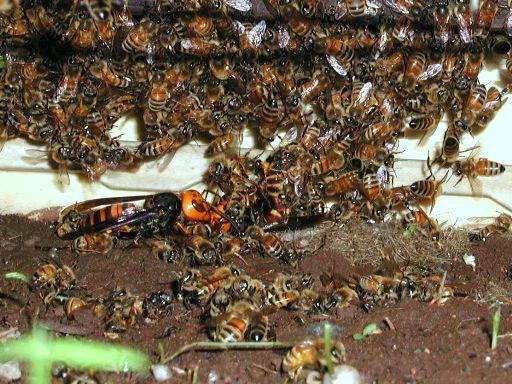ミツバチとオオスズメバチの戦い