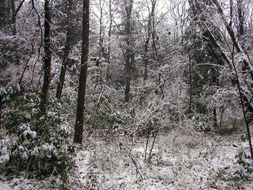 菩提樹の森　雪