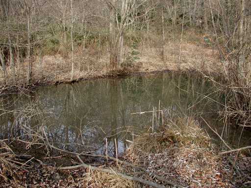 野鳥の池　冬