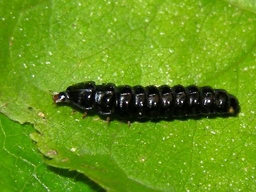 ムネクリイロボタル幼虫