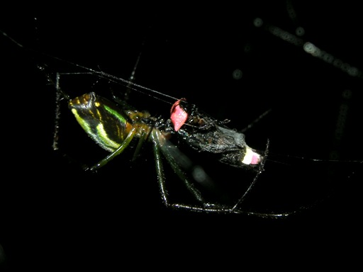 ゲンジボタルを捕食するオオシロカネグモ