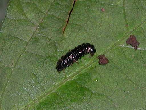 ムネクリイロボタル　幼虫