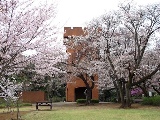 六道山公園展望台広場の桜