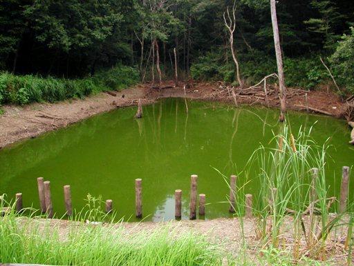 渇水の桜沢池