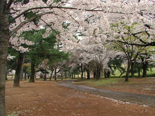 狭山公園　桜の広場
