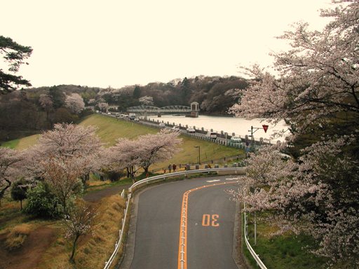 上堰堤の桜
