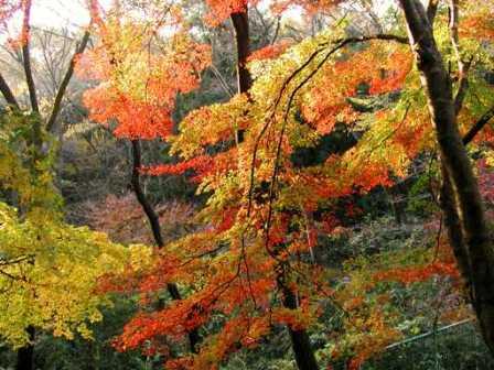 狭山富士の紅葉