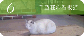 6.千望荘の看板猫