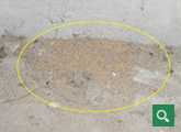 アメリカカンザイシロアリの糞や柱の被害3
