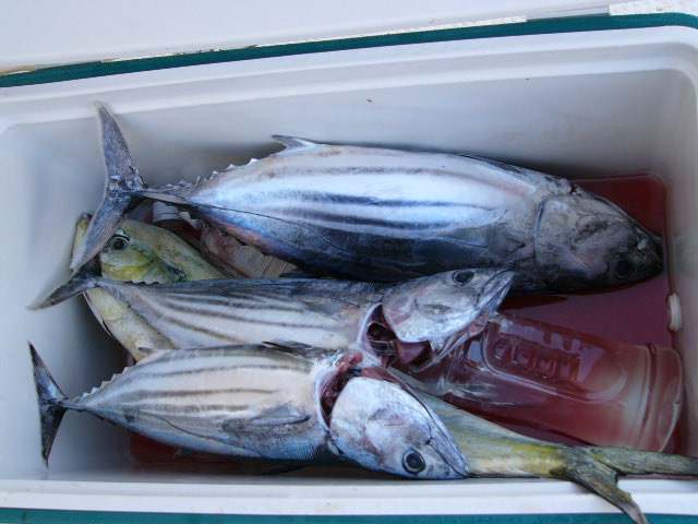 ファイル 41-5.jpg