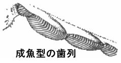 成魚型の歯列