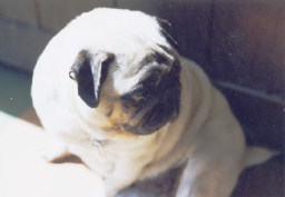 pO